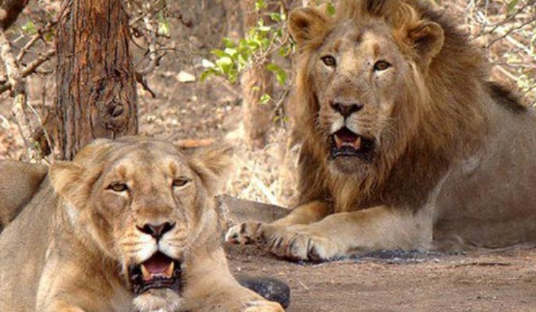 lion lioness pride